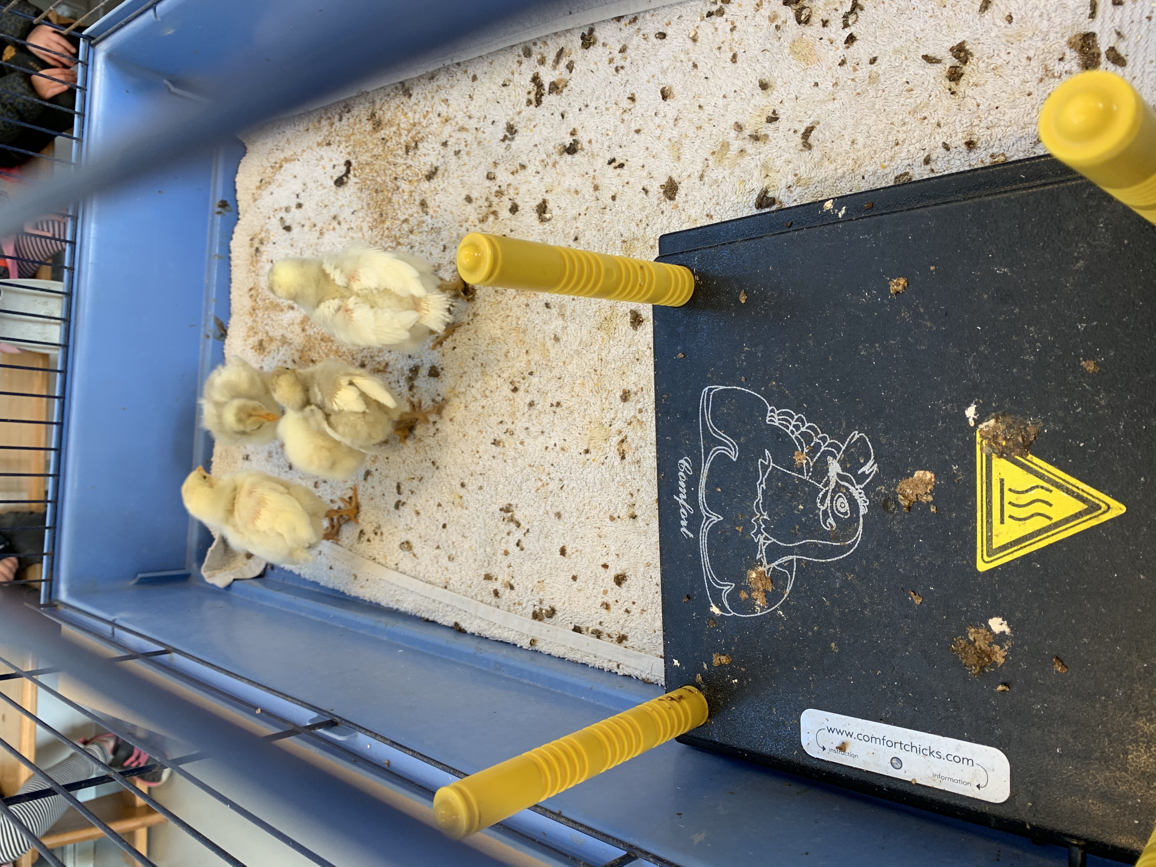 Kuikentjes in de klas! 